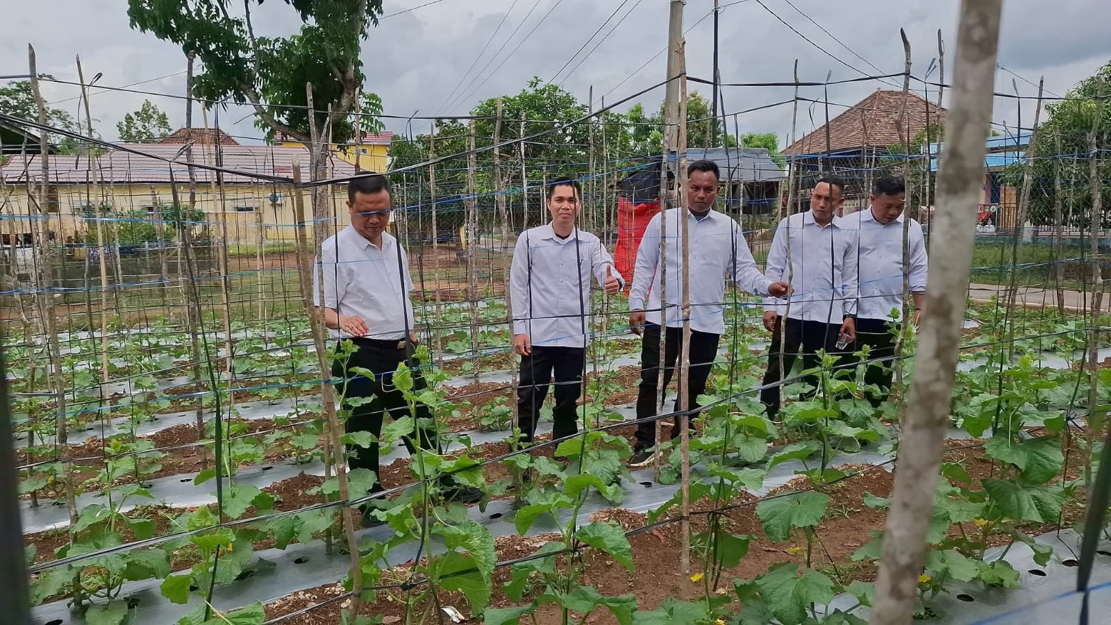 Desa Kemang Tanduk Optimalkan Lahan untuk Perkebunan Melon, Konsisten Dukung Ketahanan Pangan
