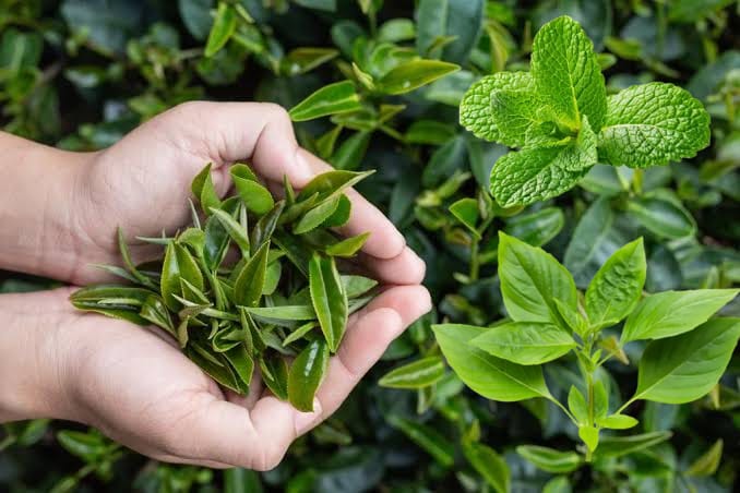 Mau Wajah Glowing dan Terhindar Jerawat? Gunakan Masker Alami yang Terbuat dari Daun Ini