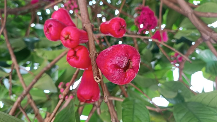 5 Tanaman Buah yang Tetap Tumbuh Subur di Lahan Sering Tergenang Air