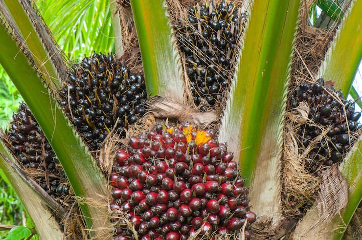 Jangan Diabaikan! 5 Penyakit yang Mengintai Kelapa Sawit Saat Musim Pancaroba