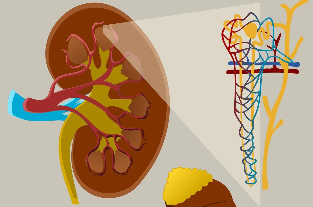 Coba Bersihkan Ginjal dengan 7 Minuman Alami Ini, Nomor 1 Pasti Sering dilakukan