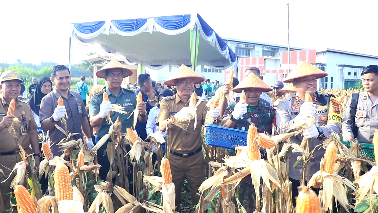 Pj Walikota Prabumulih Hasil Panen Jagung Pakan di Lahan Pemkot, Hasilnya Didistribusikan ke Peternak