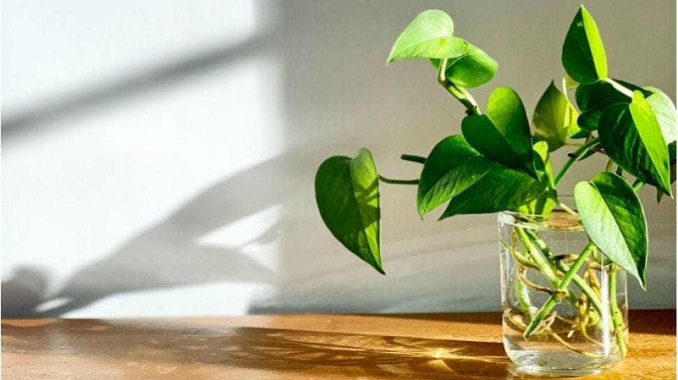 5 Tanaman Hidroponik Indoor yang Bisa Mempercantik Rumah Minimalis