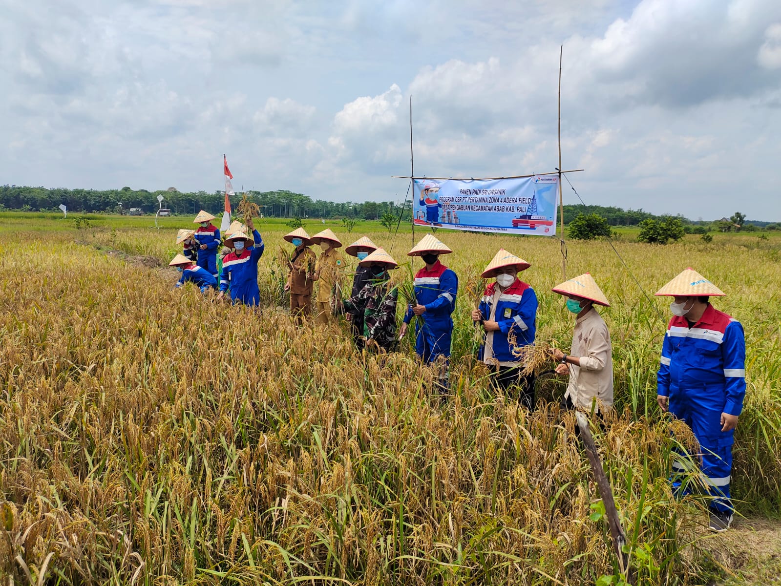 Kembali Panen Padi Organik, Padi SRI