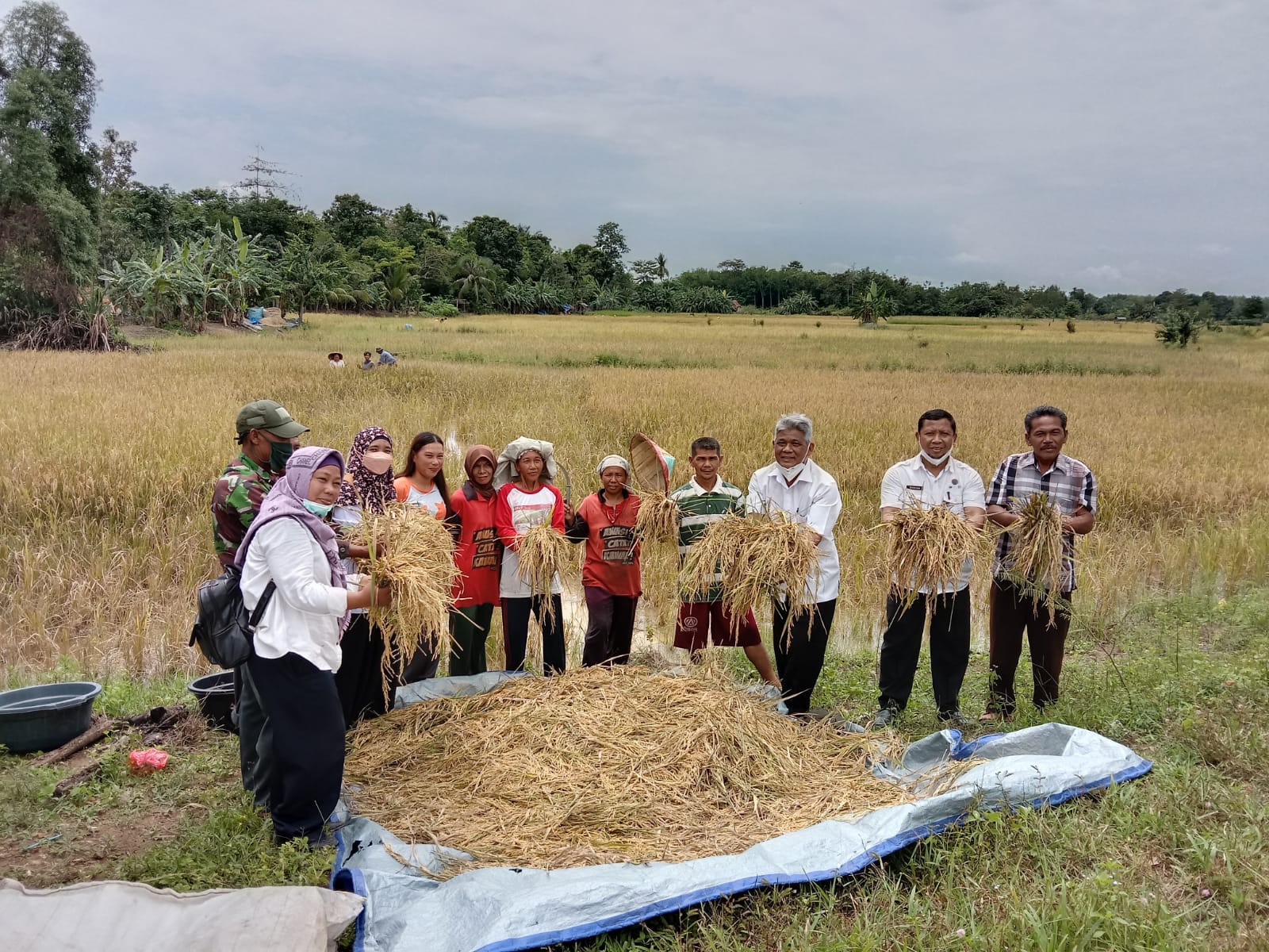 Pandemi, Produksi Padi Tetap Meningkat