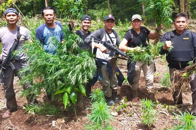 Ladang Ganja di Kawasan Hutan Lindung Rejang Lebong