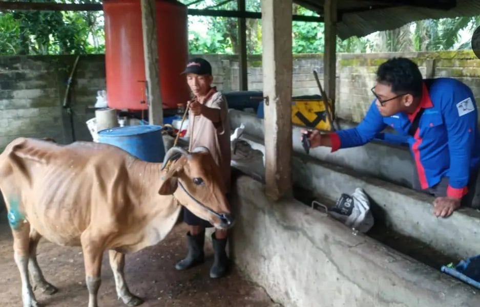 Terima Laporan Kasus Hewan Ternak Mati Akibat Jembrana, Ini yang Dilakukan Dinas Pertanian Kota Prabumulih