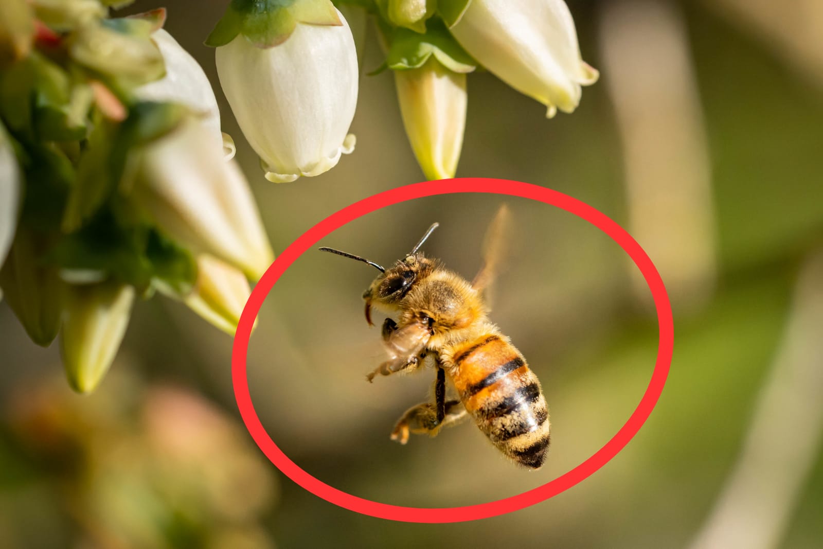 Sering Terlihat di Lingkungan, Ternyata Ini 6 Manfaat Lebah yang Harus Kamu Ketahui
