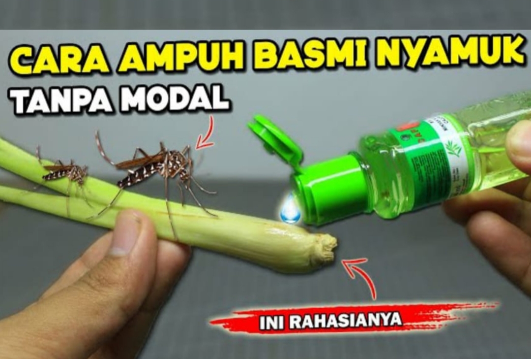 Tanpa Modal! 2 Bahan Alami Ini Ampuh Basmi Nyamuk dari Rumah Selamanya