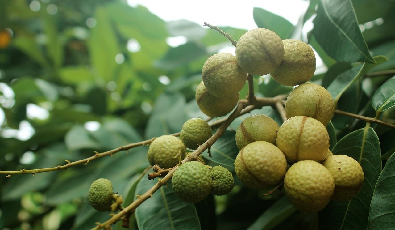 Mendukung Kesehatan Kulit dan Sistem Kekebalan Tubuh, Ini 4 Manfaat Konsumsi Buah Kelengkeng