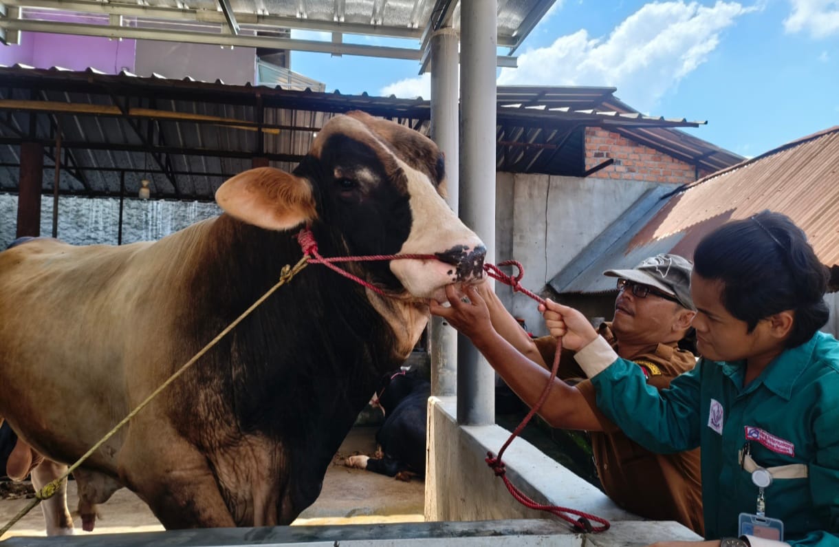 Jelang Iduladha, Dinas Pertanian Prabumulih Ingatkan Pentingnya Memilih Hewan Kurban Sehat
