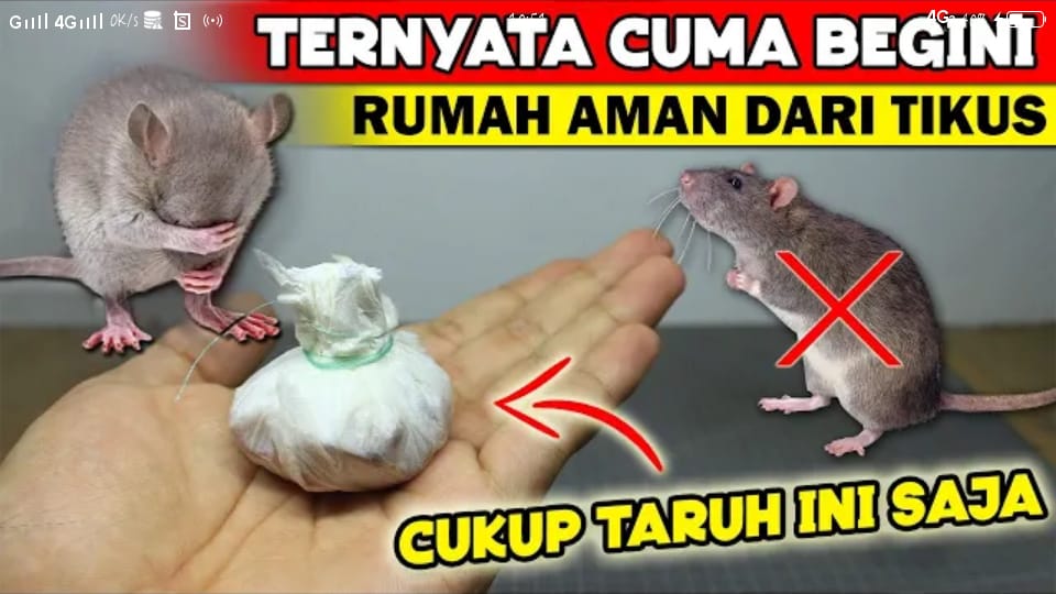 Pusing di Rumah Ada Tikus, Gunakan Bahan Ini Dijamin Ampuh Tikus Auto Kabur!