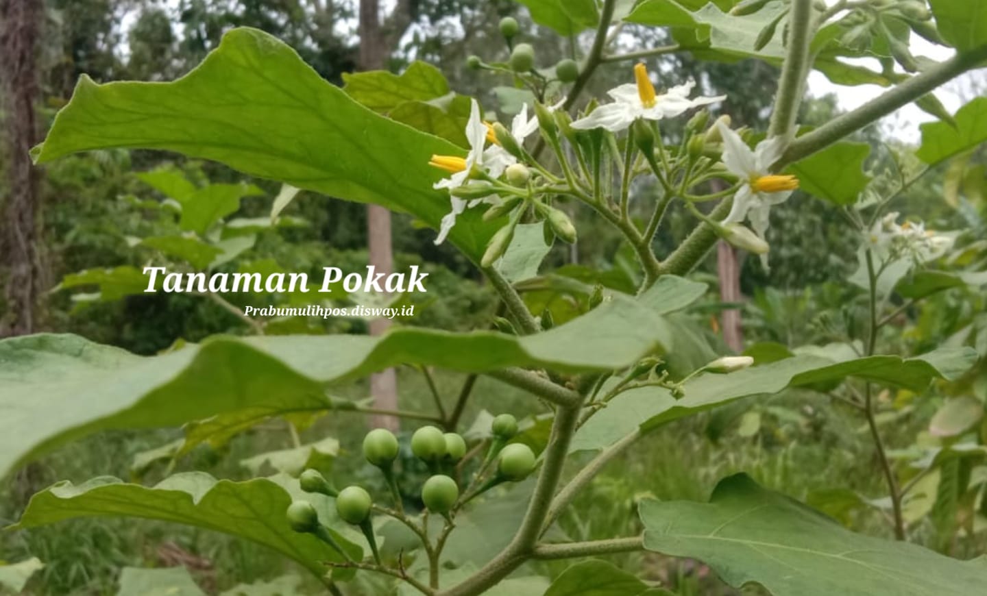 Tumbuh Sembarangan dan Sering Diabaikan, Tanaman Pokak Luar Biasa Khasiatnya 