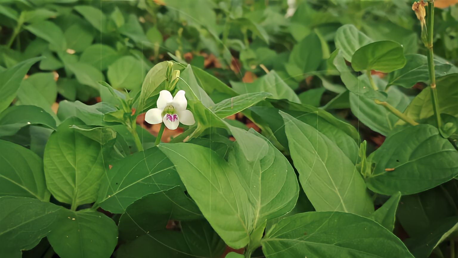 Banyak Tak Suka Namanya, Yuk Intip  Khasiat Rumput Israel untuk Kesehatan 