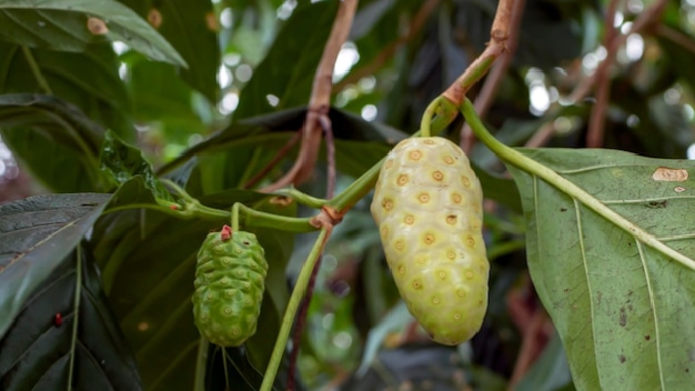 Bebas Ketombe dan Jerawat dengan Mengkudu, Coba Sekarang!