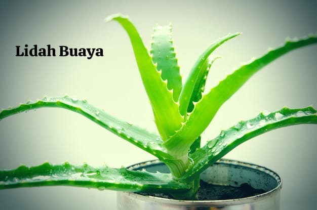 Olahan Tradisional Lidah Buaya, Membantu Suburkan Rambut Hingga Kesehatan Kulit 