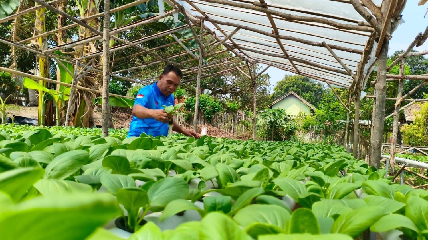 Manfaatkan Pekarangan Rumah, Kadispora Prabumulih Kembangkan 4.000 Lubang Hidroponik