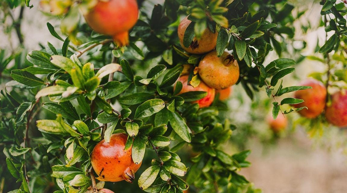 5 Efek Mengkonsumsi Buah Delima Secara Berlebihan