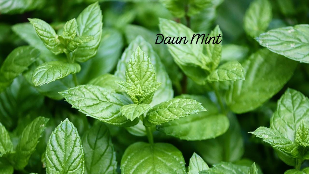 Banyak yang Belum Tau, Ini 5 Manfaat dan Khasiat Khusus Daun Mint Untuk Kesehatan