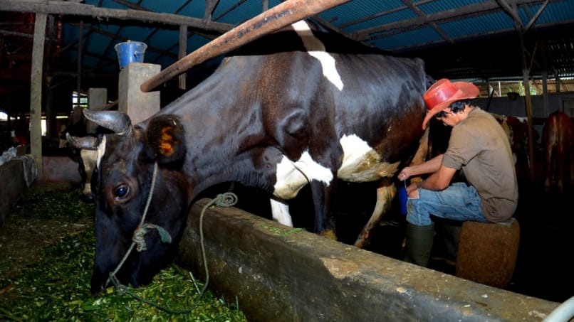 Dapatkan Fasilitas Pembiayaan dan Transaksi dari BRI, Klaster Susu di Ponorogo Berhasil Tingkatkan Kapasitas 