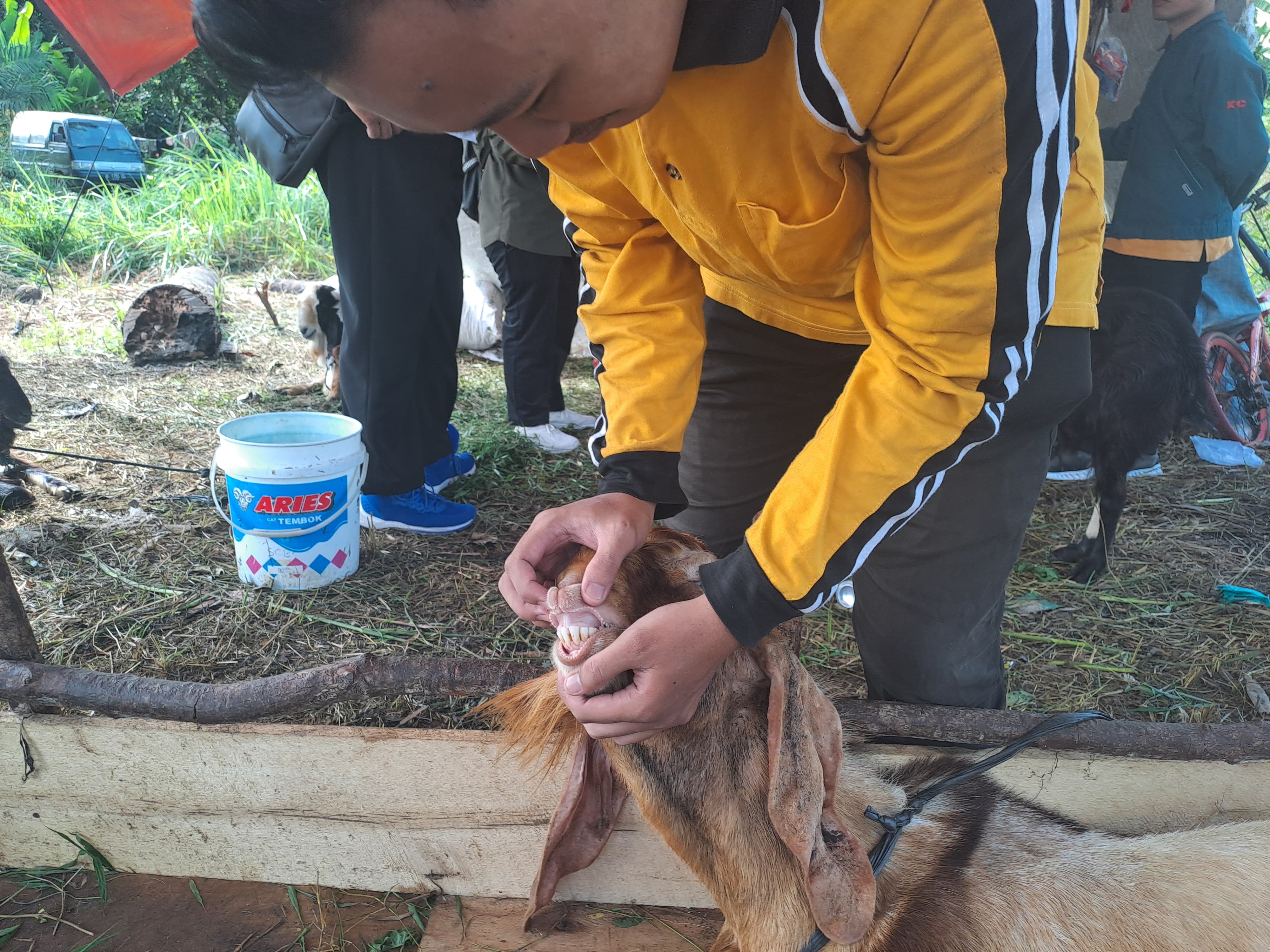 Jelang Idul Adha, Prabumulih Terima 200 Vaksin PMK untuk Hewan Kurban