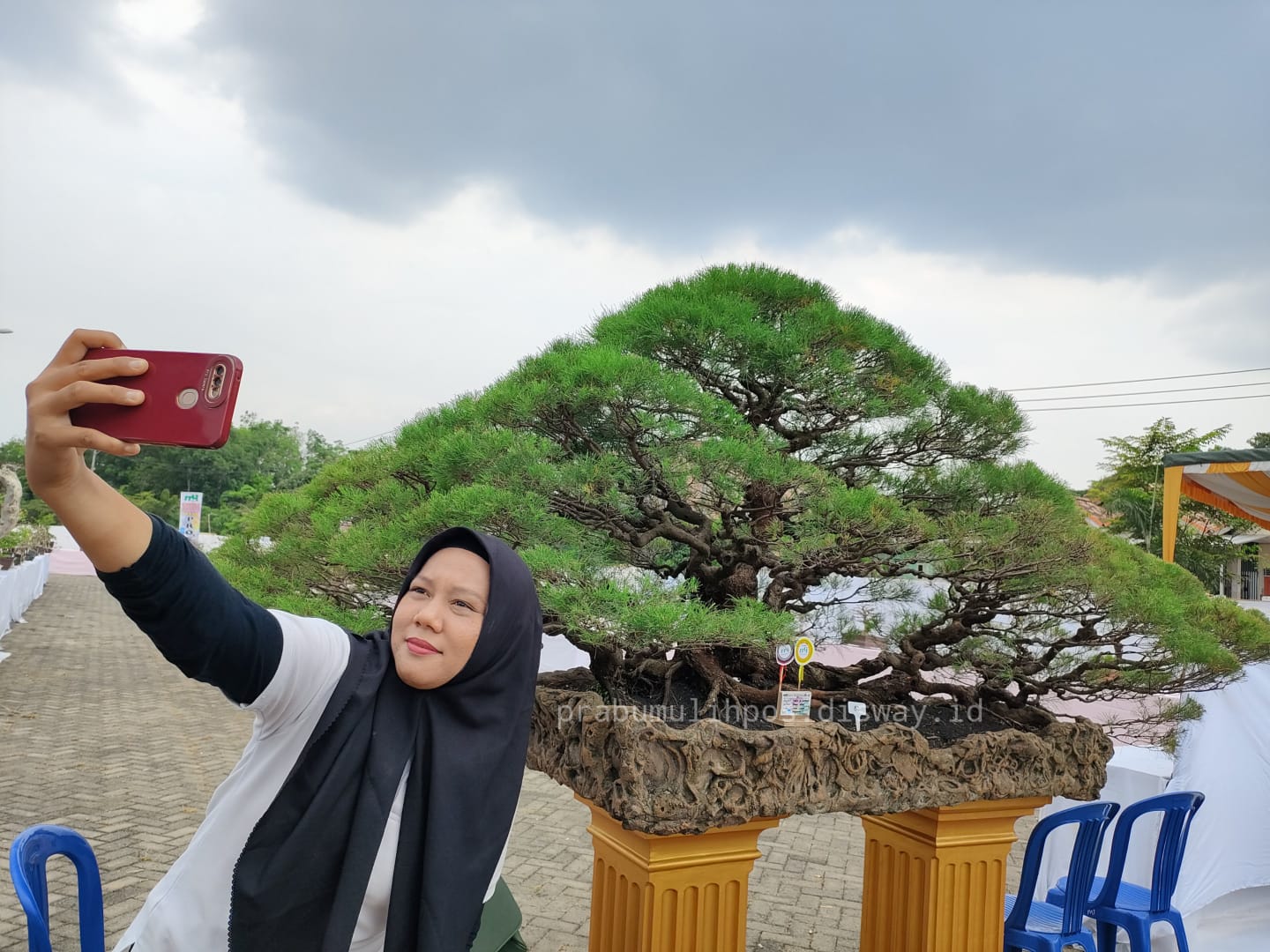 Ratusan Bonsai Mejeng di Citimall, Ada yang Bernilai Ratusan Juta 