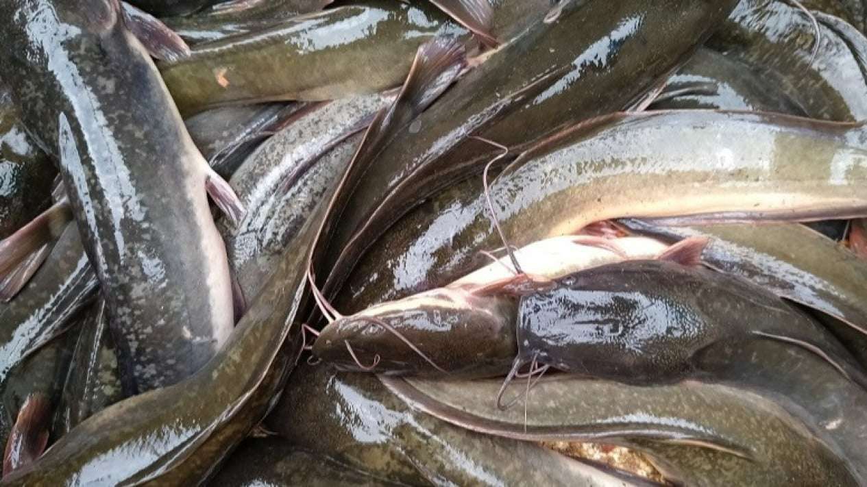 10 Tips Memulai Budidaya Lele untuk Pemula agar Lebih Terarah