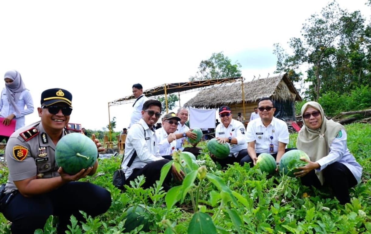 Bumdes Karangan Prabumulih Panen 15 Ton Semangka, Dana Desa Jadi Mesin Cuan