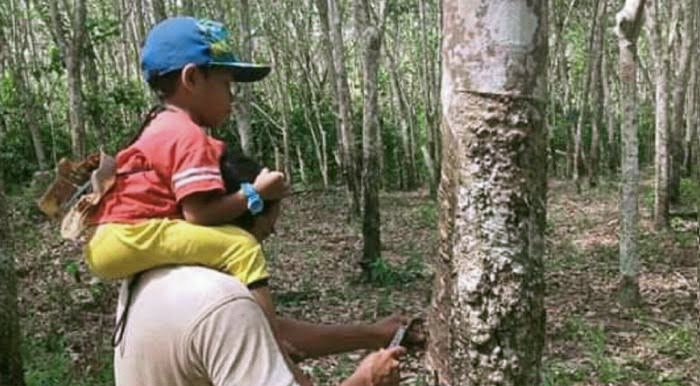 Dahulu Setara 3 KG Beras, Begini Harga Serta Cara Nakok Balam Bagi Petani Karet