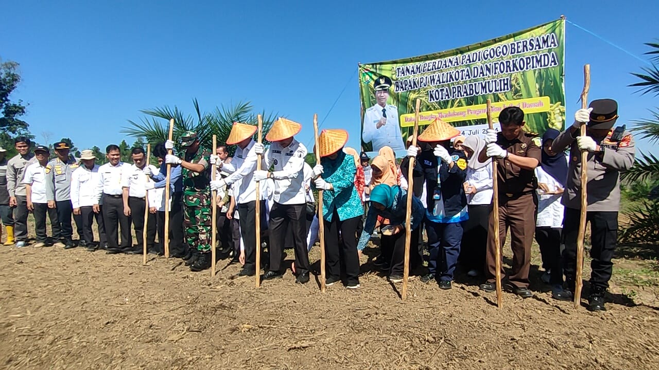 Perdana! Pj Wako Tanam Padi Gogo Tumpang Sisip di Lahan Sawit Desa Karya Mulya