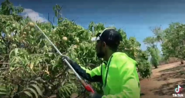 WOW.. Gaji Kerja di Perkebunan di Australia Satu Bulan Bisa untuk Beli Mobil