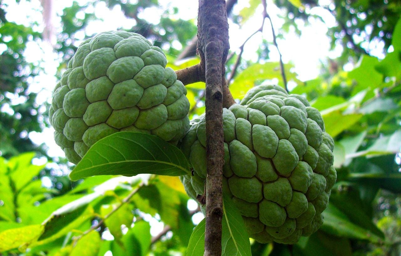 Bantu Kesehatan Kulit dan Jantung, Ini 4 Manfaat Kesehatan Konsumsi Buah Srikaya