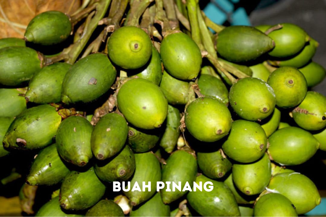 8 Manfaat Buah Pinang untuk Kesehatan, Salah Satunya Baik untuk Daya Tahan Tubuh