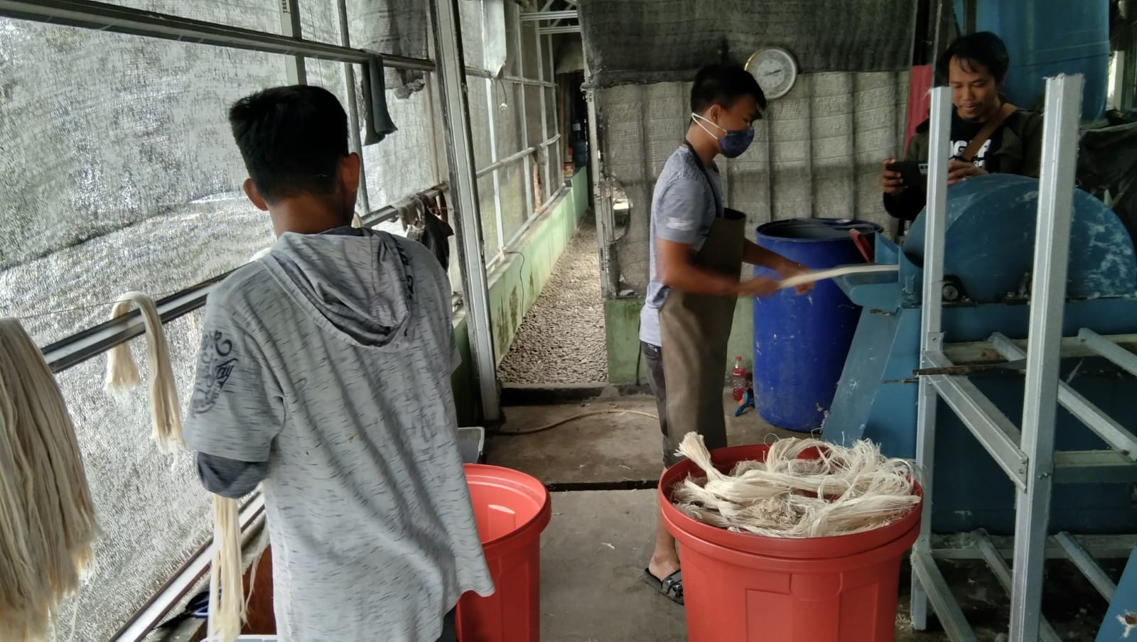 Cukup Setengah Hari, Petani Nanas Bisa Hasilkan 75 Ribu dengan Menjual Daun Nanas