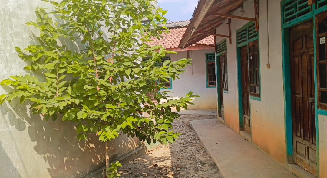 9 Manfaat Daun Salam bagi Kesehatan dan Cara Menanamnya di Rumah