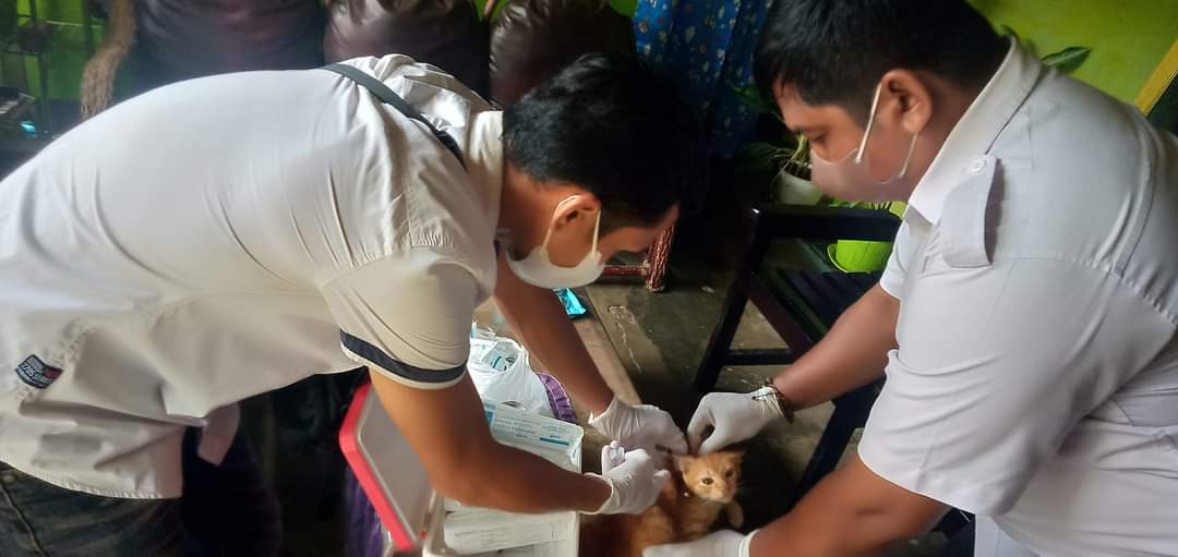 Banyak Kucing belum Vaksin Rabies