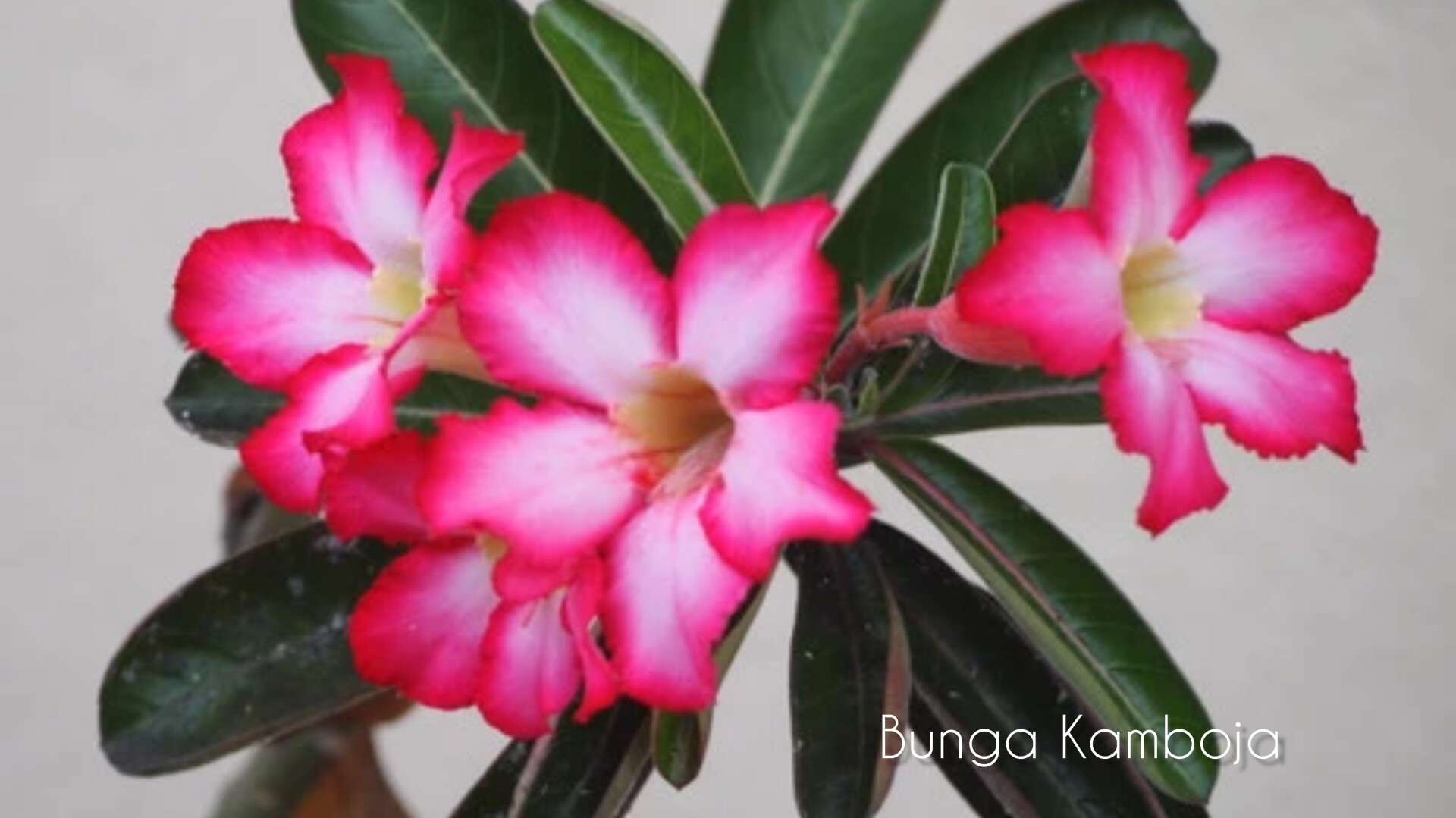 6 Manfaat Bunga Kamboja untuk Kesehatan dan Kecantikan, Kaum Hawa Harus Coba!
