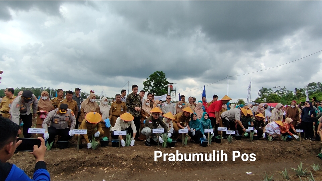 ﻿Wamentan : Perkebunan Nanas Kota Prabumulih Angin Segar Bagi Petani 