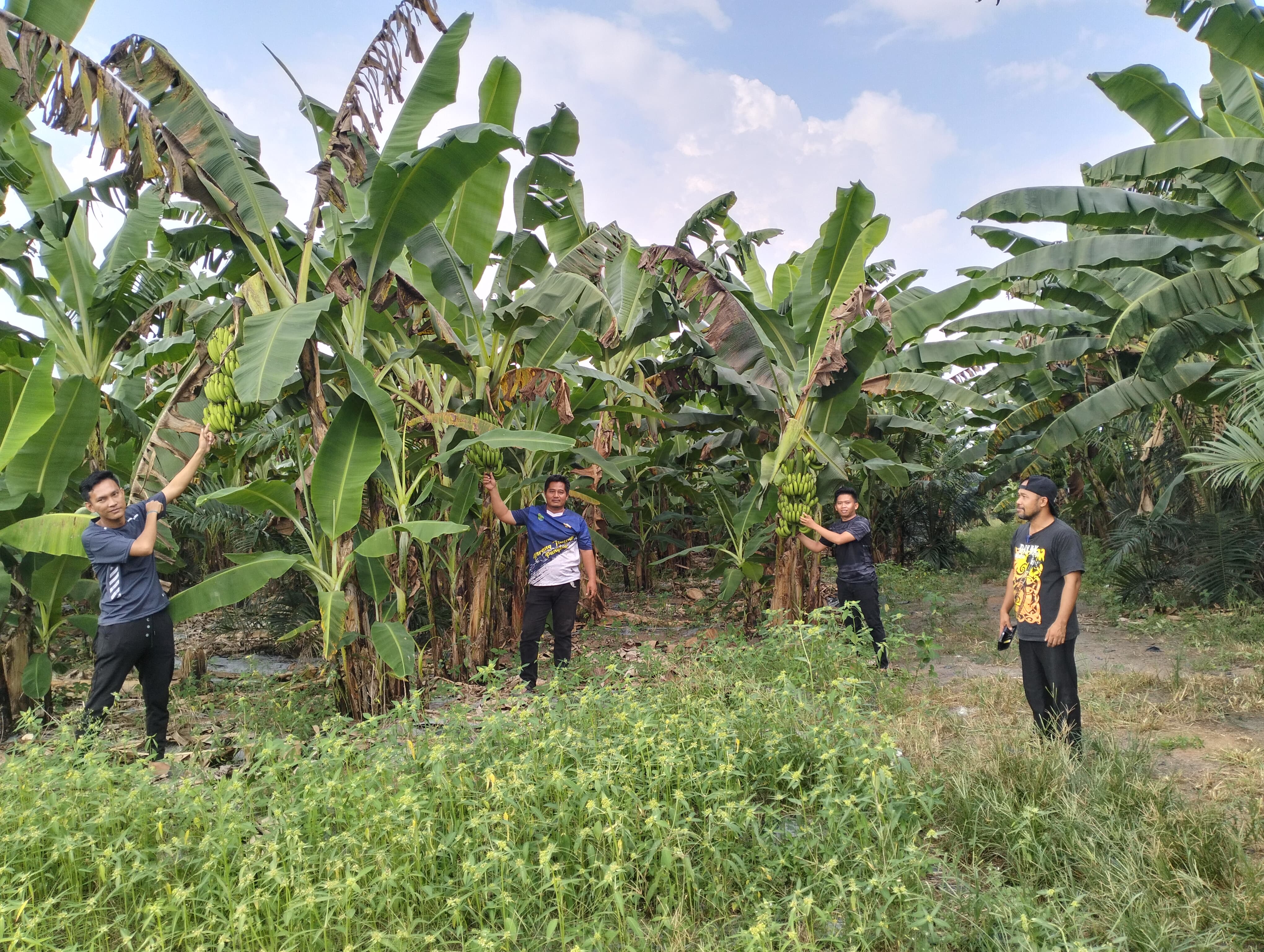 Desa Pangkul Kembangkan Kebun Pisang untuk Dukung Program MBG