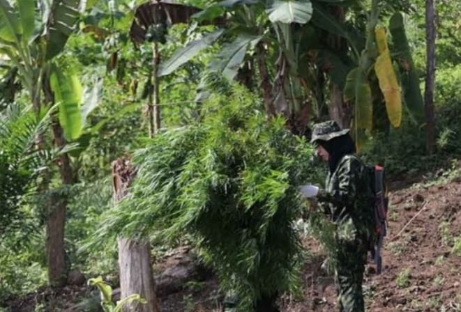 BNN Temukan 1,5 Hektar Tanaman Ganja di Pegunungan Indrapuri Aceh Besar