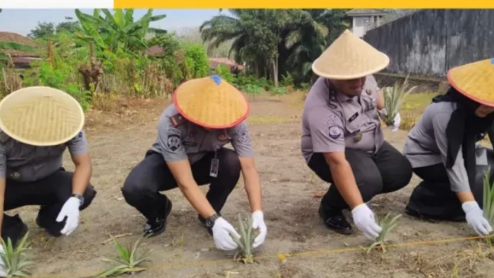 Rutan Prabumulih Ubah Lahan Jadi Kebun Nanas, Warga Binaan Jadi Produktif