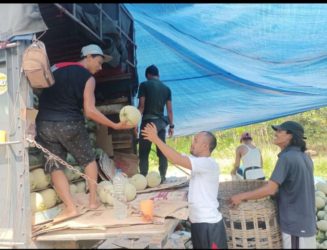 Diambil Pengepul, Melon Desa Pangkul Ramaikan Pasar Buah Pulau Jawa 