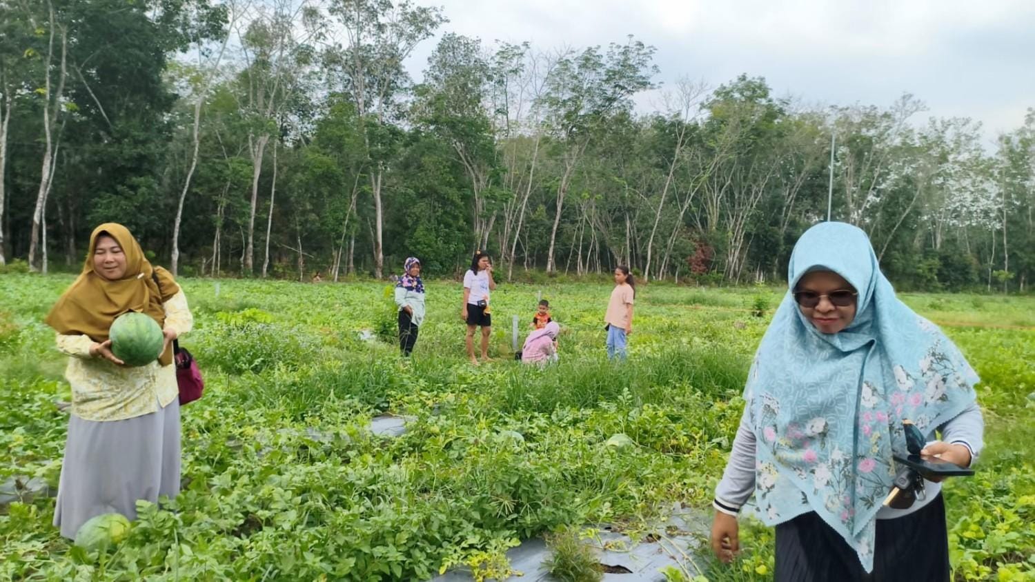 Wisata Petik Semangka di Prabumulih Diserbu Pengunjung, Harga Cuma Rp6.000 per Kg
