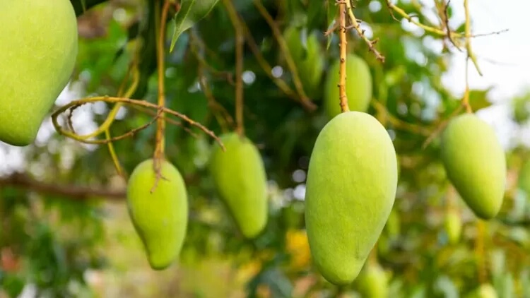 Pohon Rindang yang Cocok Ditanam di Pekarangan, Akarnya Aman Tidak Merusak Pondasi Rumah