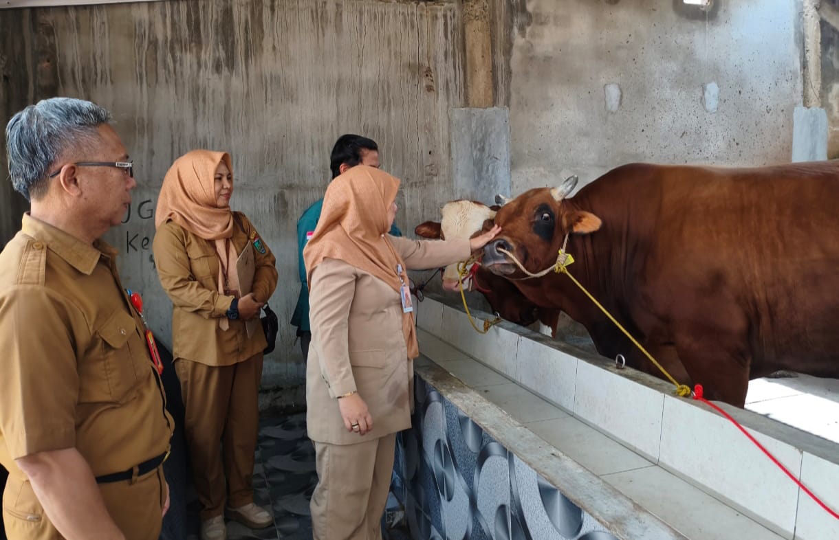 Bantuan Sapi Kurban Presiden, Prabumulih Terima Venom dengan Bobot 975 Kg