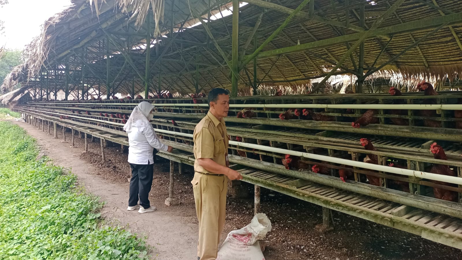 Waspada Flu Burung! Imbauan Dinas Pertanian Prabumulih Selama Pancaroba