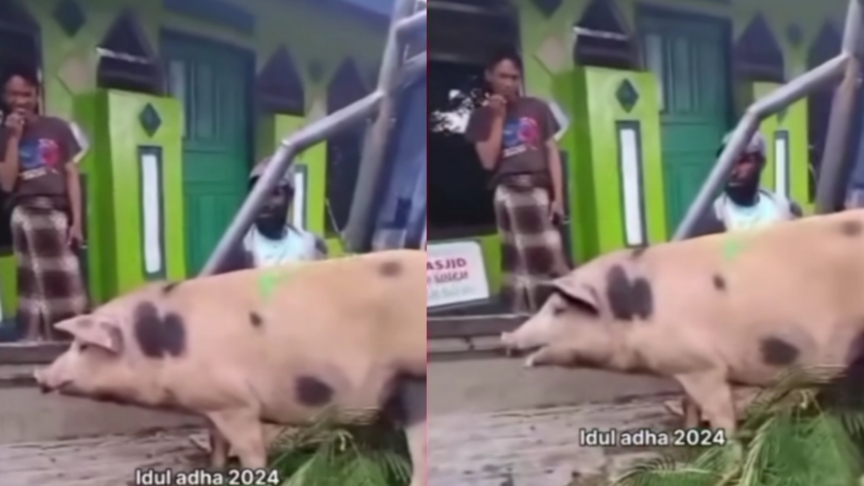 Viral! Baru Jadi Mualaf, Seorang Warga Papua Kirim Babi untuk Kurban, Netizan Respect Tapi Diluar Kendali