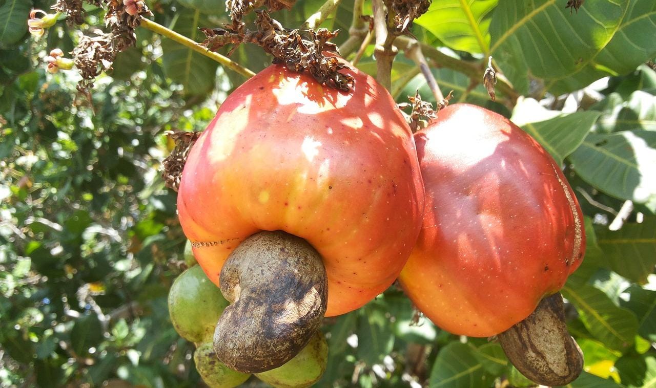 5 Manfaat Jambu Monyet Untuk Kesehatan Tubuh, Ampuh Membantu Menurunkan Kolesterol