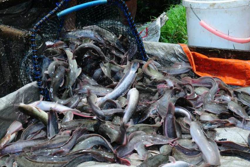 7 Cara Budidaya Lele dengan Modal Terjangkau, Bisa Dilakukan di Lahan Terbatas