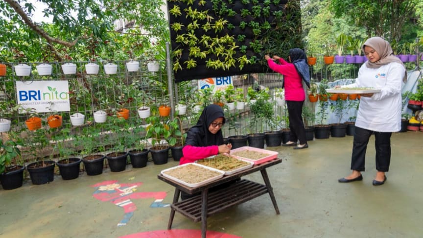 BRI Diakui atas Peran Nyata dalam Urban Farming dan Pemberdayaan  Perempuan